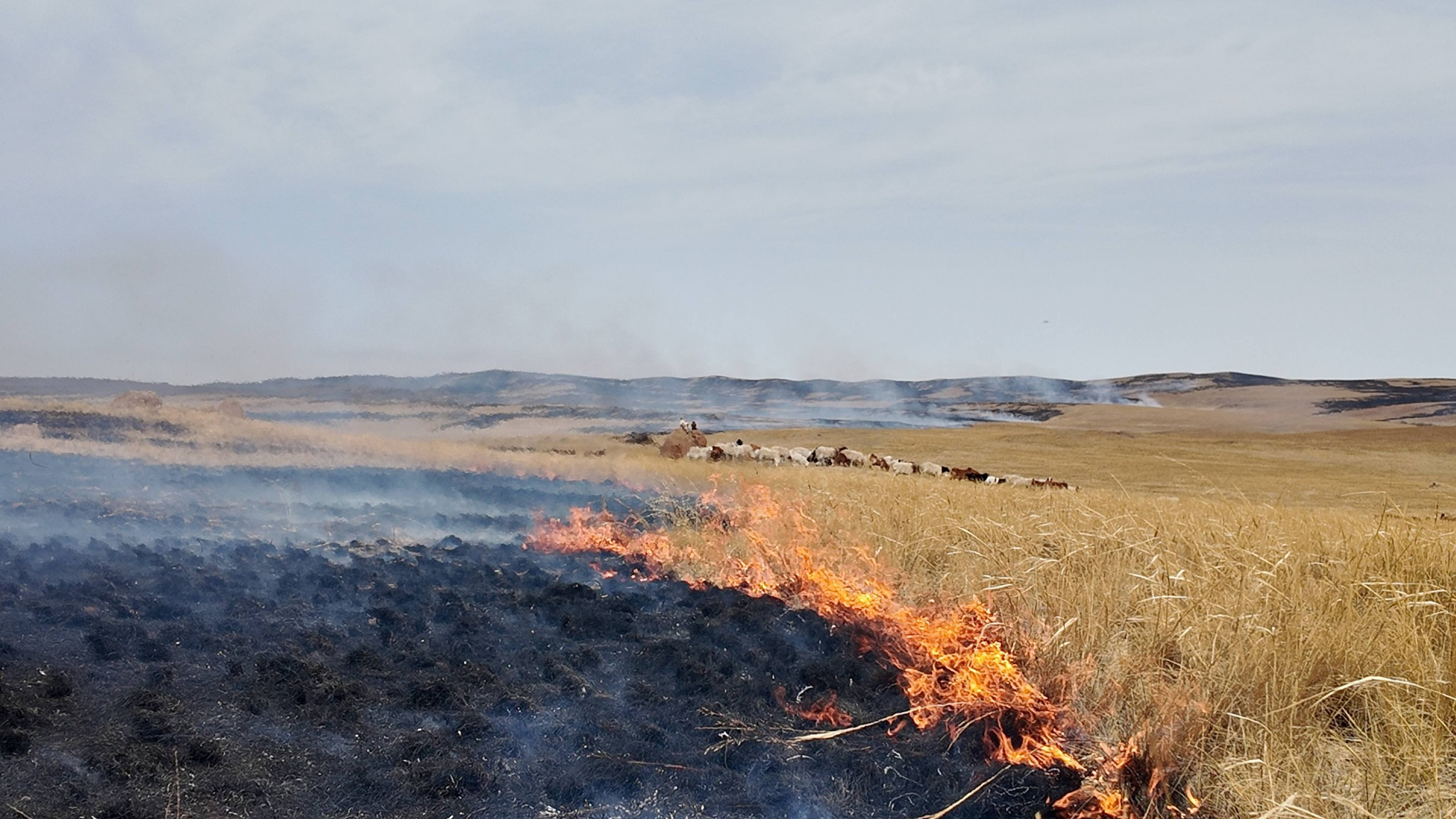 When a sanctuary burns, who pays the price? 